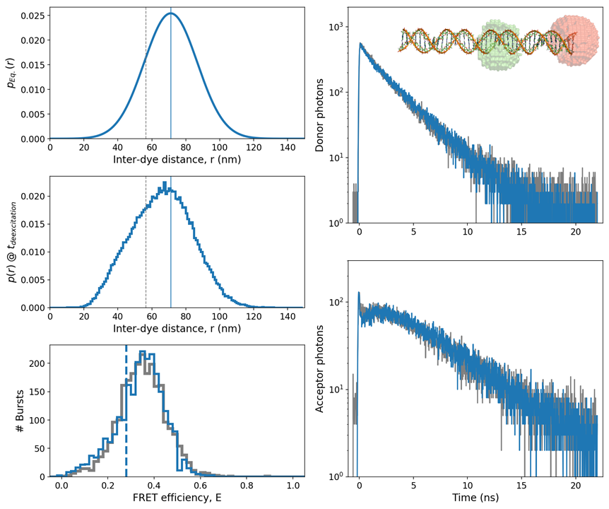 MC-DEPI - retrieving the distance distribution between 17 base-pair separated dyes